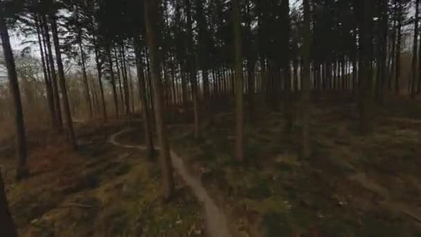 Drone a través del bosque sobre el camino sinuoso — Vídeos de Stock