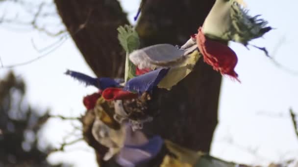 Πολύχρωμες σημαίες προσευχής που έρχονται για να εστιάσουν στο δέντρο — Αρχείο Βίντεο