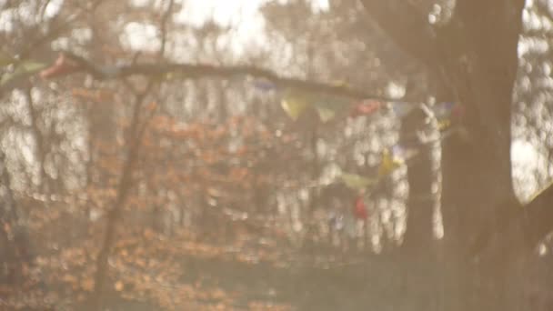 在阳光照耀的树上迎风飘扬的祈祷旗 — 图库视频影像