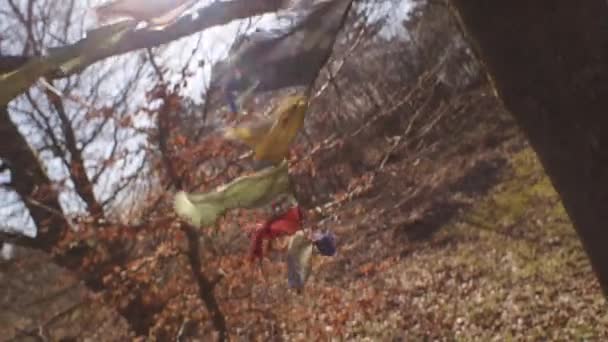 Drapeaux de prière soufflant dans le vent sur l'arbre avec la lumière du soleil — Video