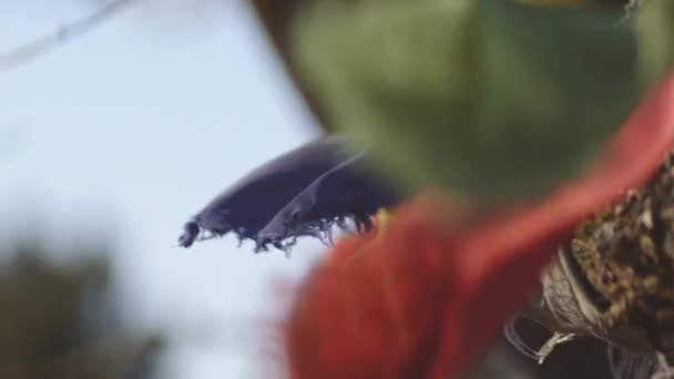 Bandiera di preghiera multicolore che soffia nel vento in autunno — Video Stock