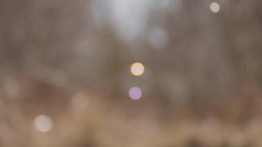 Güneş Işığı Alanında Yüzen Baloncuklar