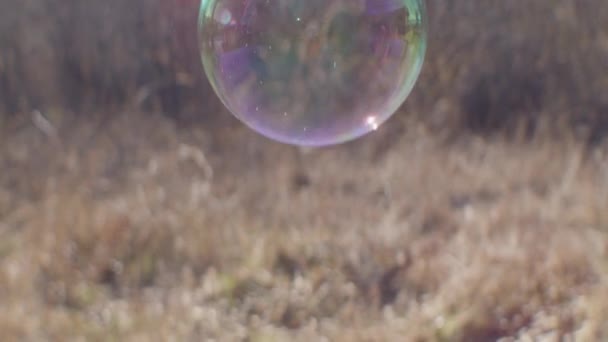 Bublina plovoucí ve vzduchu na sluncem osvětleném poli — Stock video