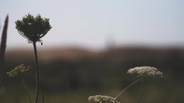 Manzaradaki Rubjerg Knude Deniz Feneri