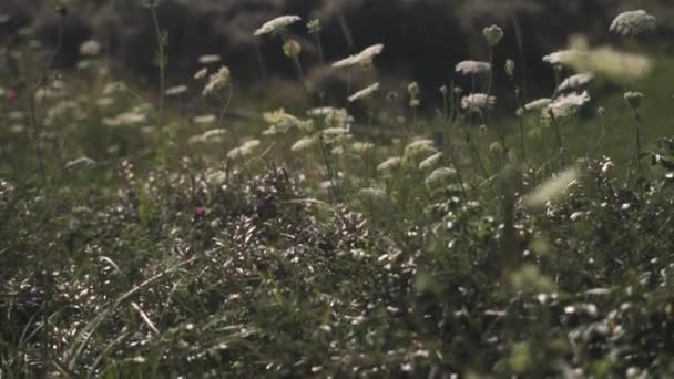 Rubjerg Knude Φάρος στο τοπίο Wildflower — Αρχείο Βίντεο