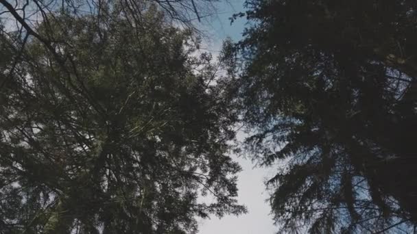 Alsó perspektíva zöld és elszáradt fák — Stock videók