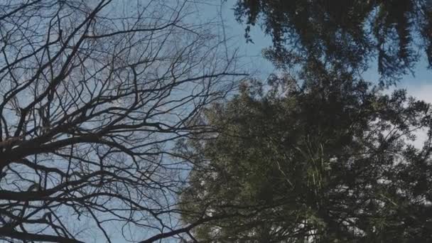Tilted orbitando tiro de un árbol marchito y algunos árboles verdes — Vídeos de Stock