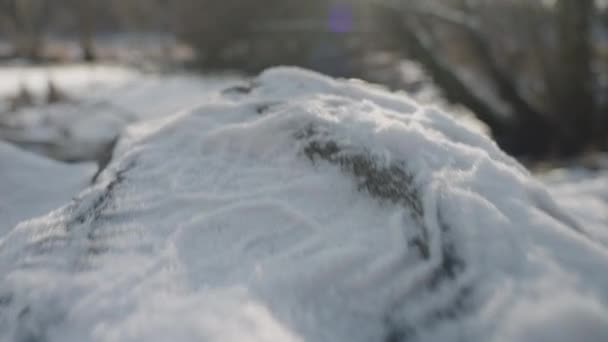 Unveiling Shot Of A Withered Tree — Stock Video