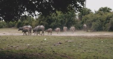 İnekler ve dana Kahverengimsi bir zeminde yürüyor
