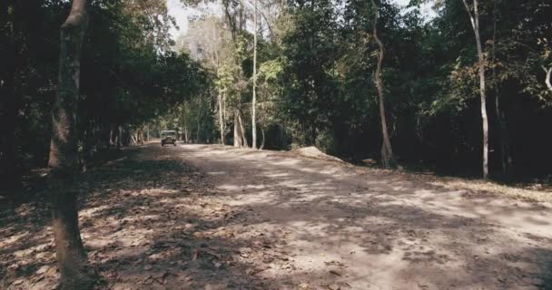 Willys Jeep traversant un chemin droit plein d'arbres verts luxuriants — Video