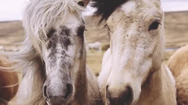 Caballos islandeses barridos por el viento mirando a la cámara — Vídeo de stock