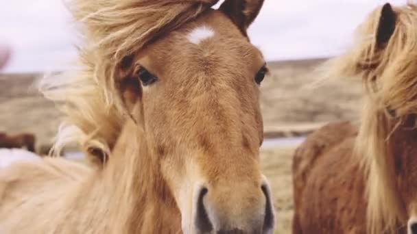 Windswept izlandi lovak nézik a kamerát — Stock videók