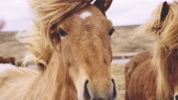 Vindpinade islandshästar tittar på kameran — Stockvideo