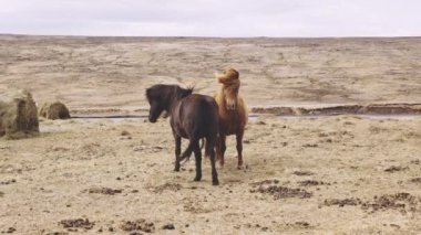 İzlanda 'nın Vahşi Atları Seyrek Arazide Duruyor