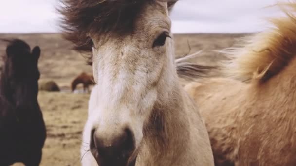 Windgebeutelte Islandpferde blicken in die Kamera — Stockvideo