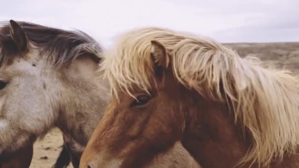 Windgebeutelte Islandpferde blicken in die Kamera — Stockvideo