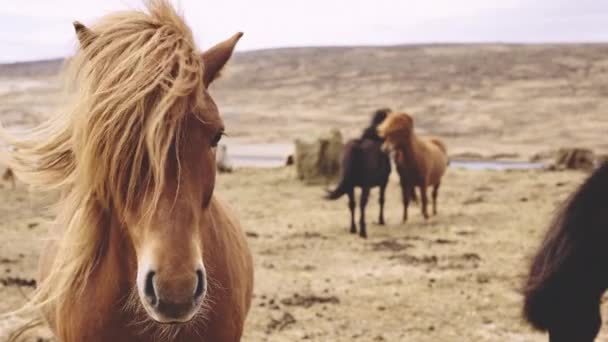 Windswept izlandi lovak nézik a kamerát — Stock videók