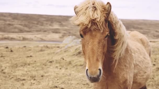 Windgebeuteltes Islandpferd blickt in Kamera — Stockvideo