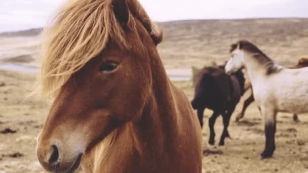 Wild Horse στέκεται κοντά στην κάμερα στο τοπίο — Αρχείο Βίντεο