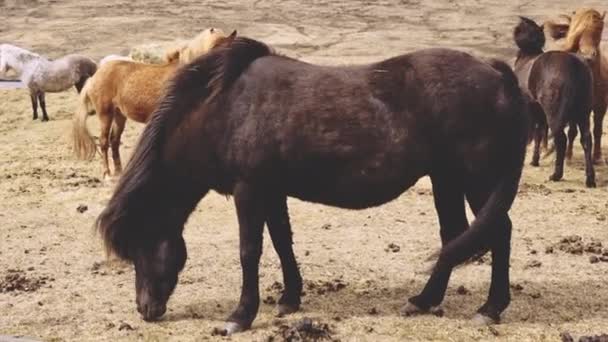 Pastva divokých koní na Islandu — Stock video