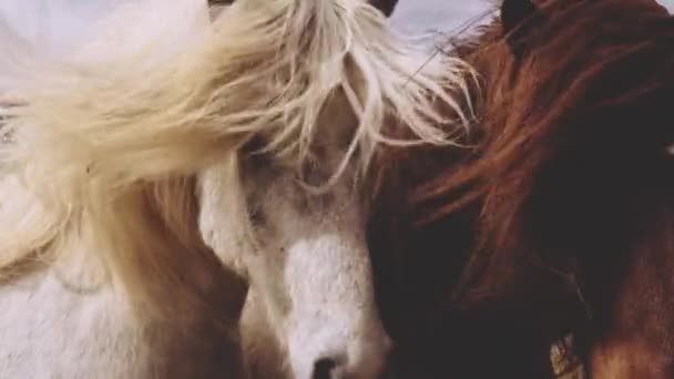 Izlandi Windswept Wild Horses Séta el — Stock videók