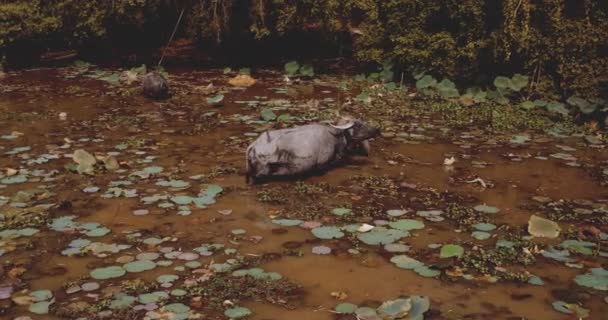 Carabaos Submerged in Shallow Swamp with Defocused View of Trees in Background — 비디오