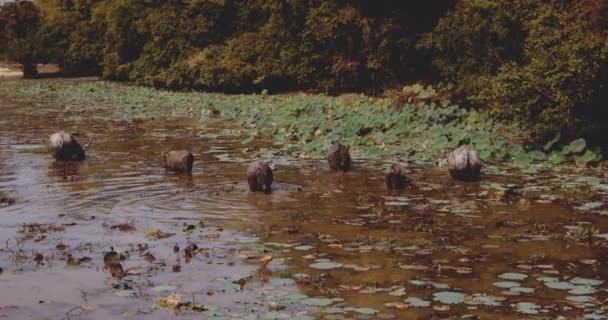물로 뒤덮인 카라바 오 강을 따라 흐르는 얕은 물결 을 넣은 미디엄 탄 — 비디오
