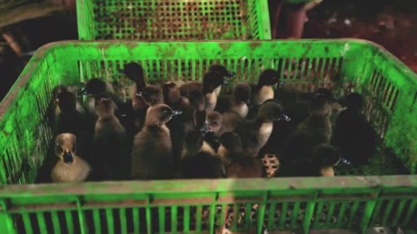 Svarta ankungar rör sig runt på en grön bricka — Stockvideo