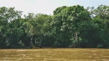 Göl kenarındaki bereketli Kamboçya Su Ağaçlarının manzarası