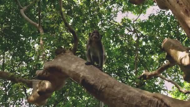 Нижняя перспектива выстрела обезьян на стволе дерева — стоковое видео
