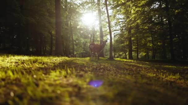 Hirsche rennen und schauen auf Kamera im sonnenbeschienenen Wald — Stockvideo