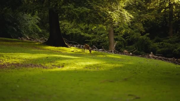 Giovane cervo pascolo erba illuminata dal sole nella foresta all'alba — Video Stock