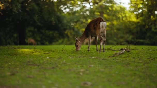 Jovem veado Grazing grama na floresta iluminada pelo sol — Vídeo de Stock