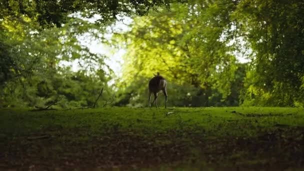 Jovem veado caminhando em exuberante, floresta verde — Vídeo de Stock