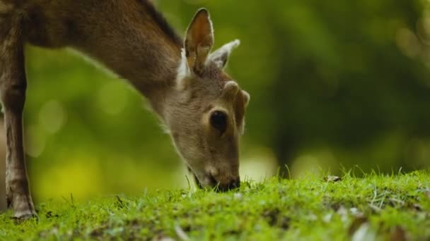 Jeune cerf pâturage herbe verte dans le déboisement — Video