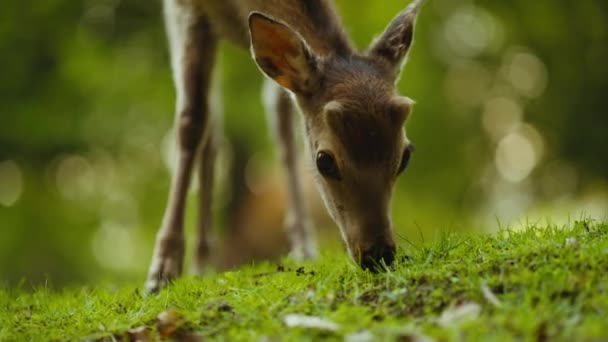 Jonge herten grazen groen gras In Forest Clearing — Stockvideo