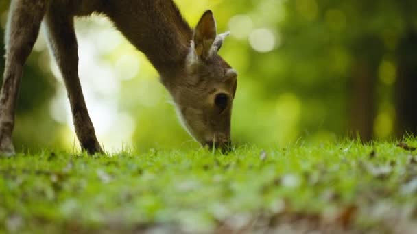 Jeune cerf pâturage herbe verte dans le déboisement — Video