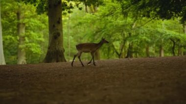 Ormanda Yürüyen Genç Geyik