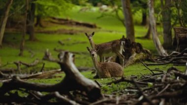 Geyik, yürüyüp gitmeden önce Ormandaki Düşen Dalların Üzerinde Kameraya Bakıyor