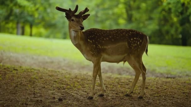 Veado juvenil em pé na floresta e olhando para a câmera — Vídeo de Stock