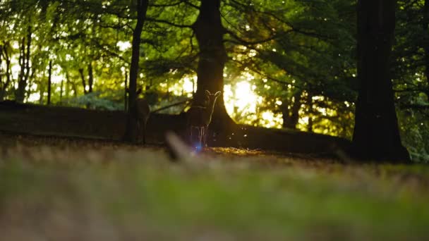 Ciervo joven mirando a la cámara en el bosque iluminado por el sol al amanecer — Vídeos de Stock