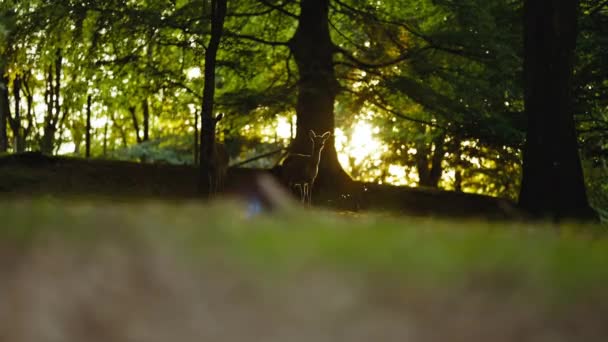 Junger Hirsch blickt im Morgengrauen in den sonnenbeschienenen Wald — Stockvideo