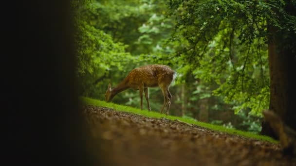Νεαρό ελάφι βόσκουν πράσινο γρασίδι στο πλούσιο δάσος — Αρχείο Βίντεο