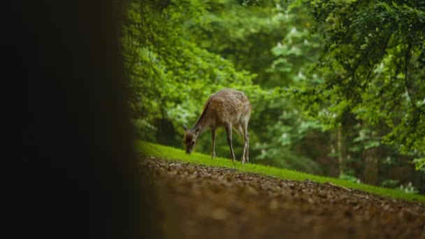 Jovem veado Grazing grama verde na floresta exuberante — Vídeo de Stock