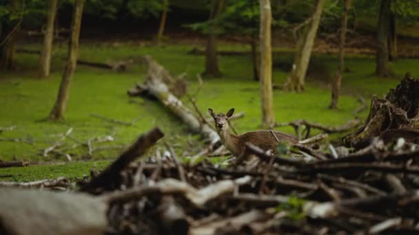 Herten kijken naar camera over gevallen takken in het bos — Stockvideo