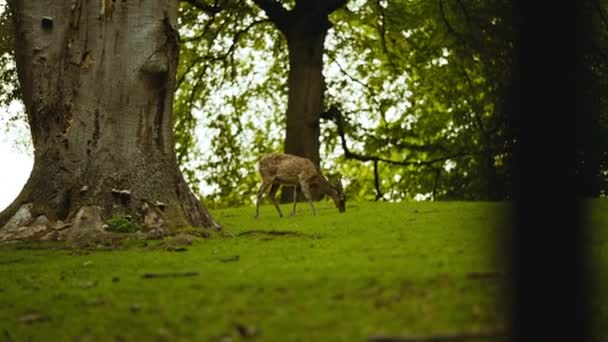 Deer muda merumput di Hutan — Stok Video