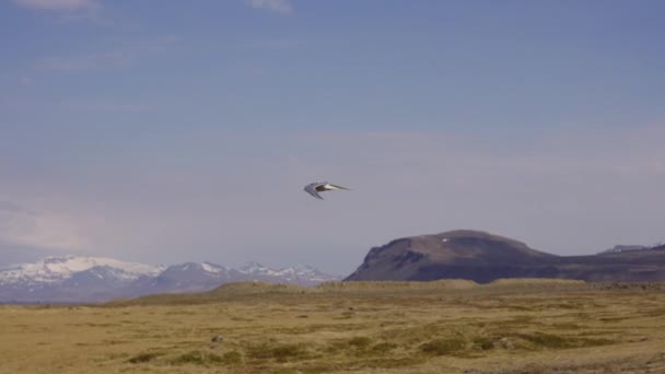 Pássaro branco sobrevoando, vastas terras, um vislumbre das montanhas nevadas — Vídeo de Stock