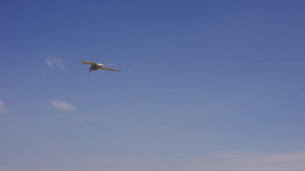 Luchtfoto van een witte vogel die over een open veld bij de zee vliegt — Stockvideo