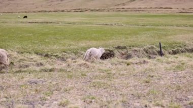 Kuzu Yürürken Çimen ve Sonsuz Açık Arazi ve Dağ Üssü, İzlanda