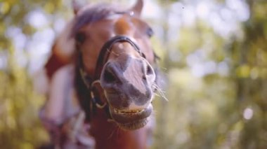 Biniciyle birlikte kamerada at vızıldıyor.